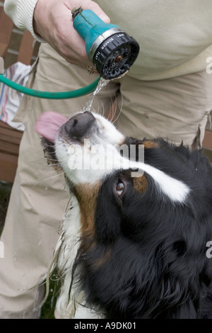 Berner Sennenhund gegeben einen Drink nach einem langen Spaziergang aus dem Schlauch Stockfoto