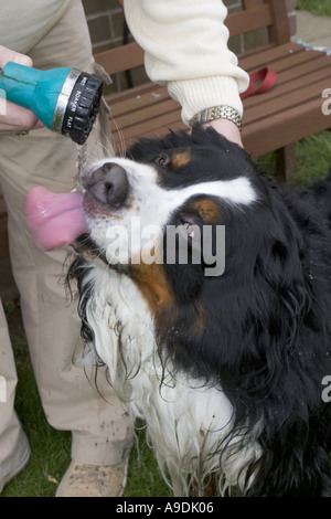 Berner Sennenhund gegeben einen Drink nach einem langen Spaziergang aus dem Schlauch Stockfoto