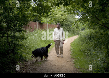 Berner Sennenhund, für einen Spaziergang entlang einer Landstraße genommen Stockfoto