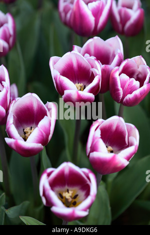 Lila und weißen Tulpen wachsen im Garten Stockfoto