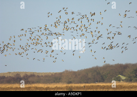 Schwarm rosa footed Gänse Anser Brachyrhynchus im Flug Hickling breiten Norfolk England Februar Stockfoto