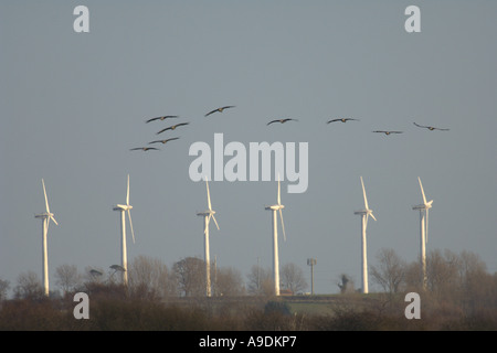 Kraniche Grus Grus in Flug und Windturbinen Winterton Norfolk UK Februar 2006 Stockfoto