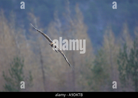 Steinadler Aquila Chrysaetos sub Erwachsenen im Flug gefangen Schottland Vogel Stockfoto