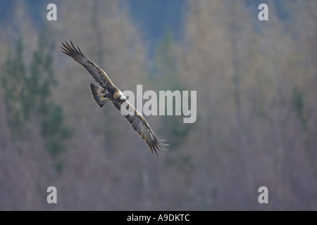 Steinadler Aquila Chrysaetos sub Erwachsenen im Flug gefangen Schottland Vogel Stockfoto