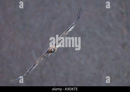 Steinadler Aquila Chrysaetos sub Erwachsenen im Flug gefangen Schottland Vogel Stockfoto