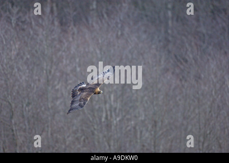 Steinadler Aquila Chrysaetos sub Erwachsenen im Flug gefangen Schottland Vogel Stockfoto
