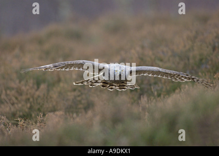 Habicht Accipiter Gentilis Erwachsenen im Flug gefangen Schottland Vogel Jagd Stockfoto