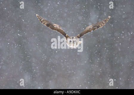 Waldkauz Strix Aluco Erwachsenen durch Schneedusche Schottland Gefangenen Vogel fliegen Stockfoto