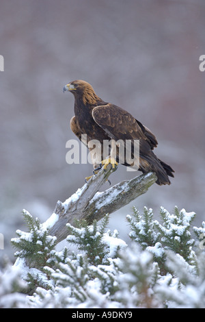 Steinadler Aquila Chrysaetos sub erwachsenen thront auf verschneiten Zweig Schottland Winter Gefangenen Vogel Stockfoto