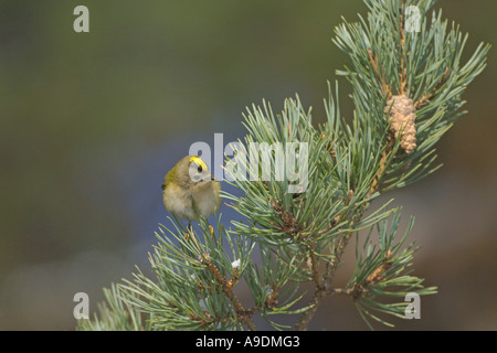 Goldcrest Regulus Regulus Erwachsenen Fütterung in Föhren Schottland Winter Stockfoto