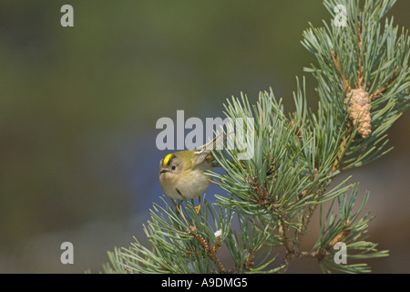 Goldcrest Regulus Regulus Erwachsenen Fütterung in Föhren Schottland Winter Stockfoto