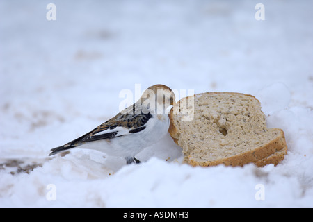 Snow Bunting Plectrophenax Nivalis winter weiblich im Schnee Fütterung auf ausrangierten Sandwich in Parkplatz Cairngorm Schottland Stockfoto