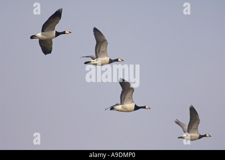 Weißwangengans Branta Leucopsis im Flug Norfolk England März Stockfoto