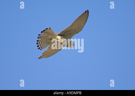 Turmfalken Falco Tinnunculus Erwachsenen weiblichen schwebenden Norfolk England März Stockfoto