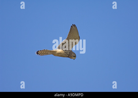 Turmfalken Falco Tinnunculus Erwachsenen weiblichen schwebenden Norfolk England März Stockfoto