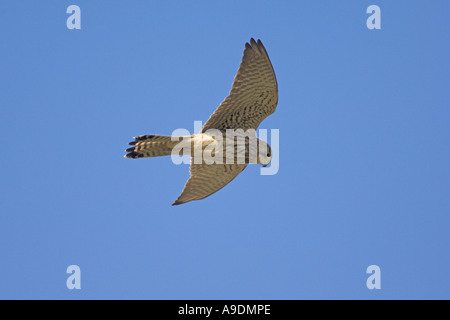 Turmfalken Falco Tinnunculus Erwachsenen weiblichen schwebenden Norfolk England März Stockfoto