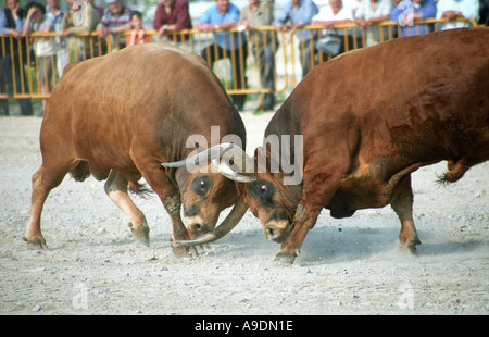 Traditionellen Stierkämpfe in Fafe im Norden von Portugal zwei Stiere kämpfen um die Vorherrschaft genannt Chega de Bois Stockfoto