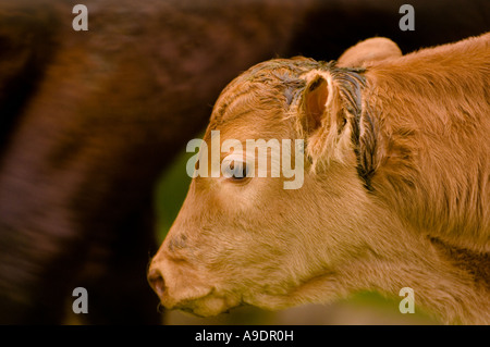 Nahaufnahme eines hellbraunen Eintagskälbes. Stockfoto