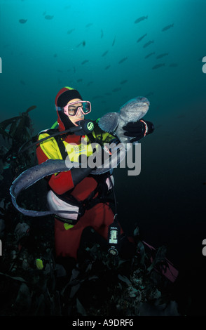 la3148 SCUBA DIVER mit WOLF Aal Anarrhichthys Ocellatus BRITISH COLUMBIA Kanada PACIFIC OCEAN Foto Copyright Brandon Cole Stockfoto