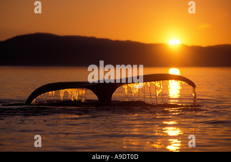 mi690 Buckelwal Impressionen Novaeangliae TAIL Egel bei Sonnenuntergang ALASKA USA PACIFIC OCEAN Foto Copyright Brandon Cole Stockfoto