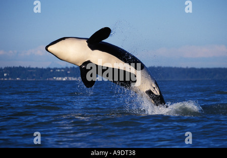 NS1 ORCA Wal Orcinus Orca verletzt British Columbia Kanada Pazifik Foto Copyright Brandon Cole Stockfoto