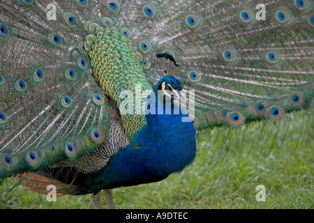 Der indische Pfau Pavo Cristatus Stockfoto