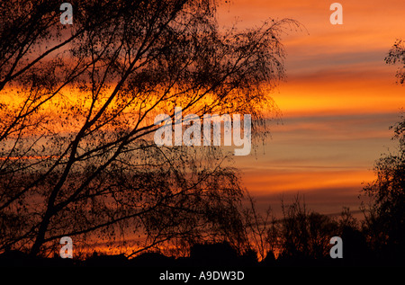 Winter-Sonnenaufgang gesehen durch die blattlosen Äste, England, UK Stockfoto