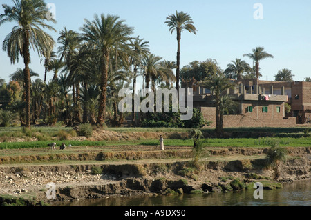 Landwirtschaft an den Ufern des Nil Ägypten Stockfoto
