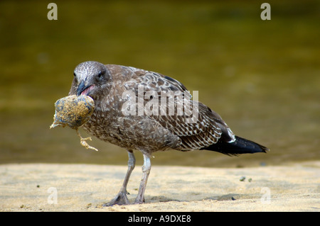 Juvenile südlichen schwarzen gesicherten Möwe Fütterung auf Meeräsche Kopf Larus Dominicanus Matapouri Mündung Neuseeland Stockfoto