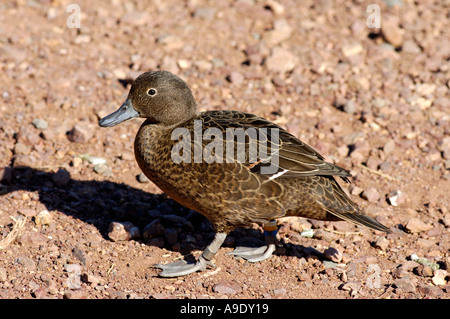 Brown Teal Anas Aucklandica gefährdet native Ente Tiritiri Matangi Island Neuseeland Stockfoto