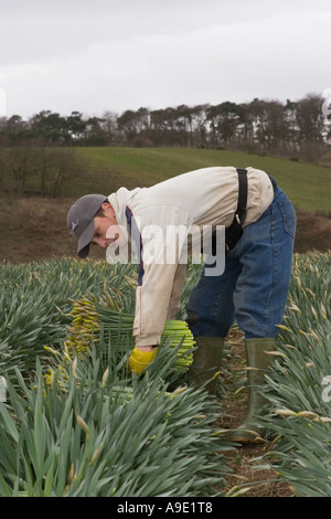 Kommerzielle Narzissen Picker, blüht Kommissionierung und Ernte Narzisse am schottischen Hof, Montrose Basin, Aberdeenshire, UK Stockfoto