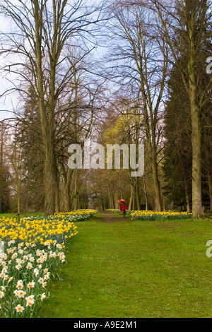 Touristische auf Gartenweg und Feder daffodil Walk, Natur, Wald, Grün, Landschaft, Bäume im Wald im Thorpe Perrow, Bedale, Noth Yorkshire, Großbritannien Stockfoto