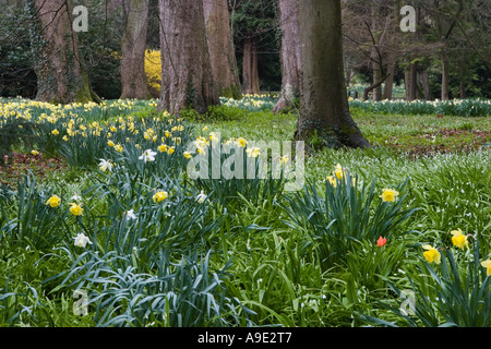 Touristische auf Gartenweg und Feder daffodil Walk, Natur, Wald, Grün, Landschaft, Bäume im Wald im Thorpe Perrow, Bedale, Noth Yorkshire, Großbritannien Stockfoto