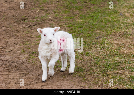 Feder weiß junge einzelne Lamm in Rot Nr. 27, Schottland, Großbritannien Stockfoto