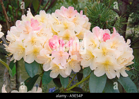 Rhododendron Yakushimanum Hybridum 'Percy Wiseman' blühen Gelb Stockfoto