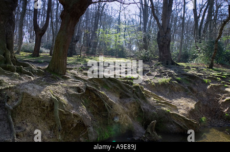 Bäume mit Wurzeln ausgesetzt entlang eines kleinen Baches im Epping Forest in Essex England UK Stockfoto