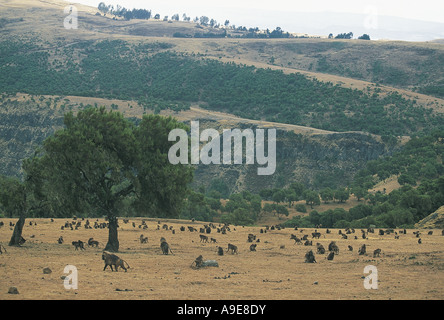 Große Schar von Gelada Paviane in den Simien Mountains Nationalpark-Äthiopien Stockfoto