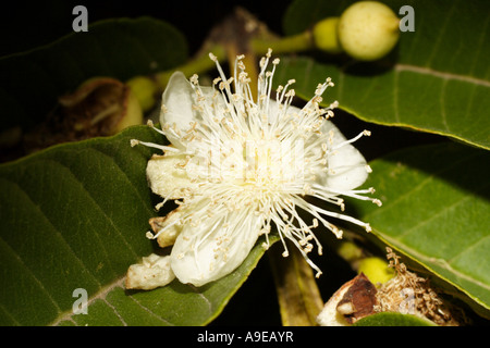 Malay-Apfel (Syzygium Malaccense). Sachica, Boyacá, Kolumbien, Südamerika Stockfoto