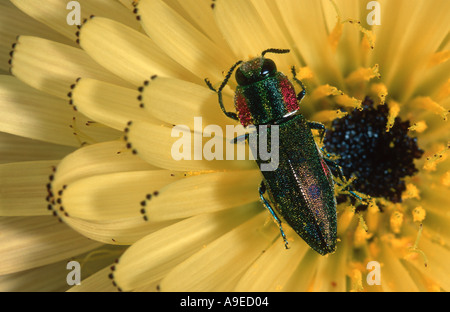 Anthaxia Hungarica weiblichen Coleoptera Buprestidae Larven ernähren sich von Eichenholz Stockfoto