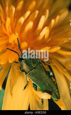 Anthaxia Hungarica europäischen Buprestid Coleopteran Käfer männlich auf Blume Stockfoto