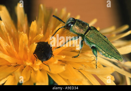 Anthaxia Hungarica europäischen Buprestid Coleopteran Käfer männlich auf Blume Stockfoto