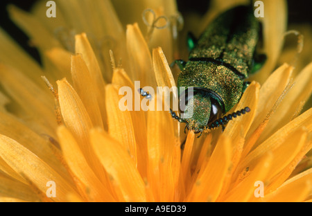 Anthaxia Hungarica europäischen Buprestid Käfer männlich auf gelben Blume Spanien Stockfoto