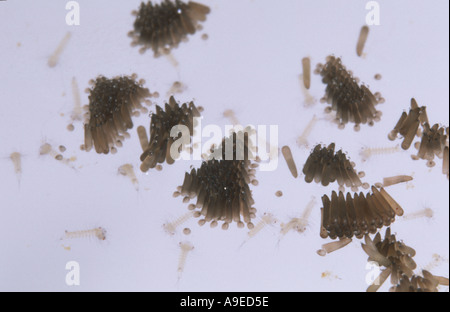 Culex Pipiens Mücke Ei Flöße mit kürzlich geschlüpften Larven von oben gesehen Stockfoto