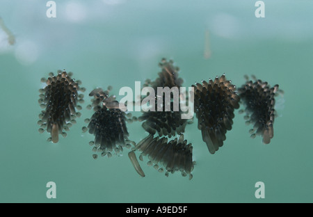 Culex Pipiens Mücke Ei Flöße mit kürzlich geschlüpften Larven von oben gesehen Stockfoto