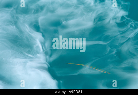 Künstlichen Rauch auf dem Wasser in einen Swimming Pool und schwimmenden Kiefernnadel Stockfoto