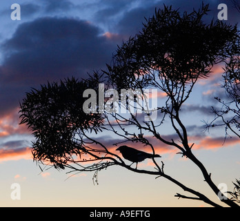 Silhouette der Vogel auf dünnen Baum verzweigt sich gegen Abend rosa und schwarzen Wolken bei Sonnenuntergang. Stockfoto