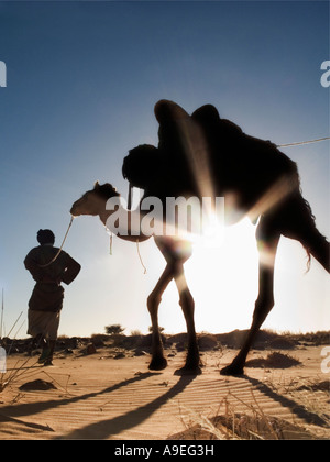 Wegweiser seinen Kamelen auf einer Wanderung quer durch die Sahara von Chinguetti, Oase Stadt von Tafelbergen.  Mauretanien, Westafrika Stockfoto