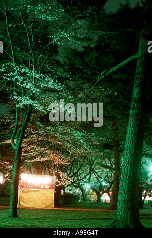 Kirschblüten Hanami Festival Stockfoto