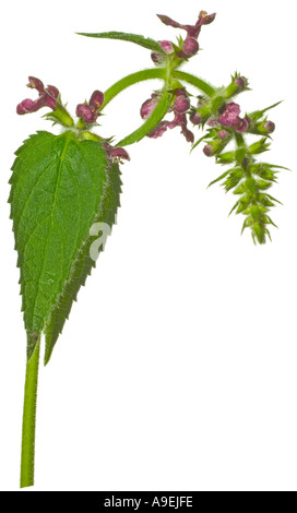 Gemeinsamen Hanf-Brennnessel Galeopsis Tetrahit Ausschnitt Surrey England Stockfoto