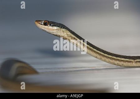 Östlichen Band Schlange (Thamnophis Sauritus) Green Cay Natur Bereich Delray Beach Florida Stockfoto